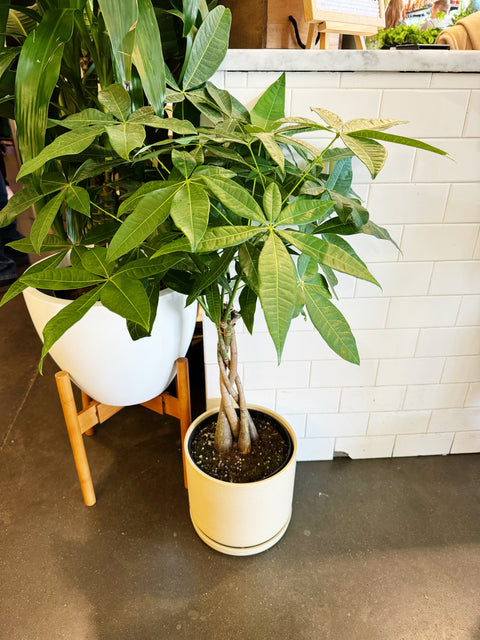 Pachira Money Tree