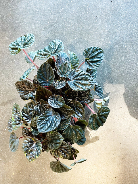 Peperomia Green Ripple
