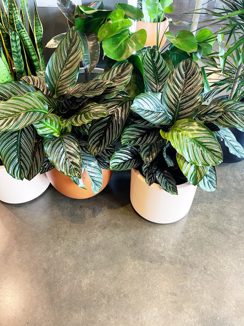 Calathea Ornata