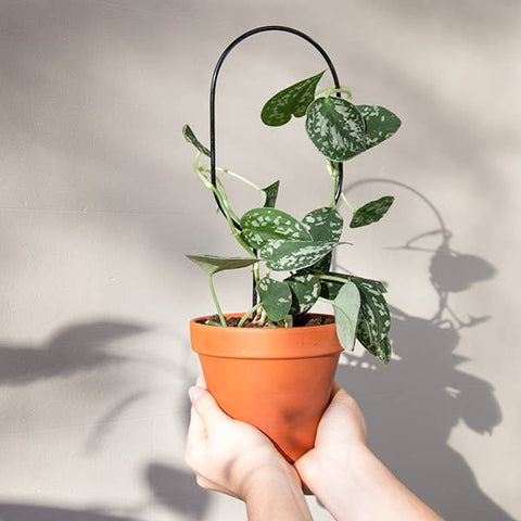 Mini Plant Stakes
