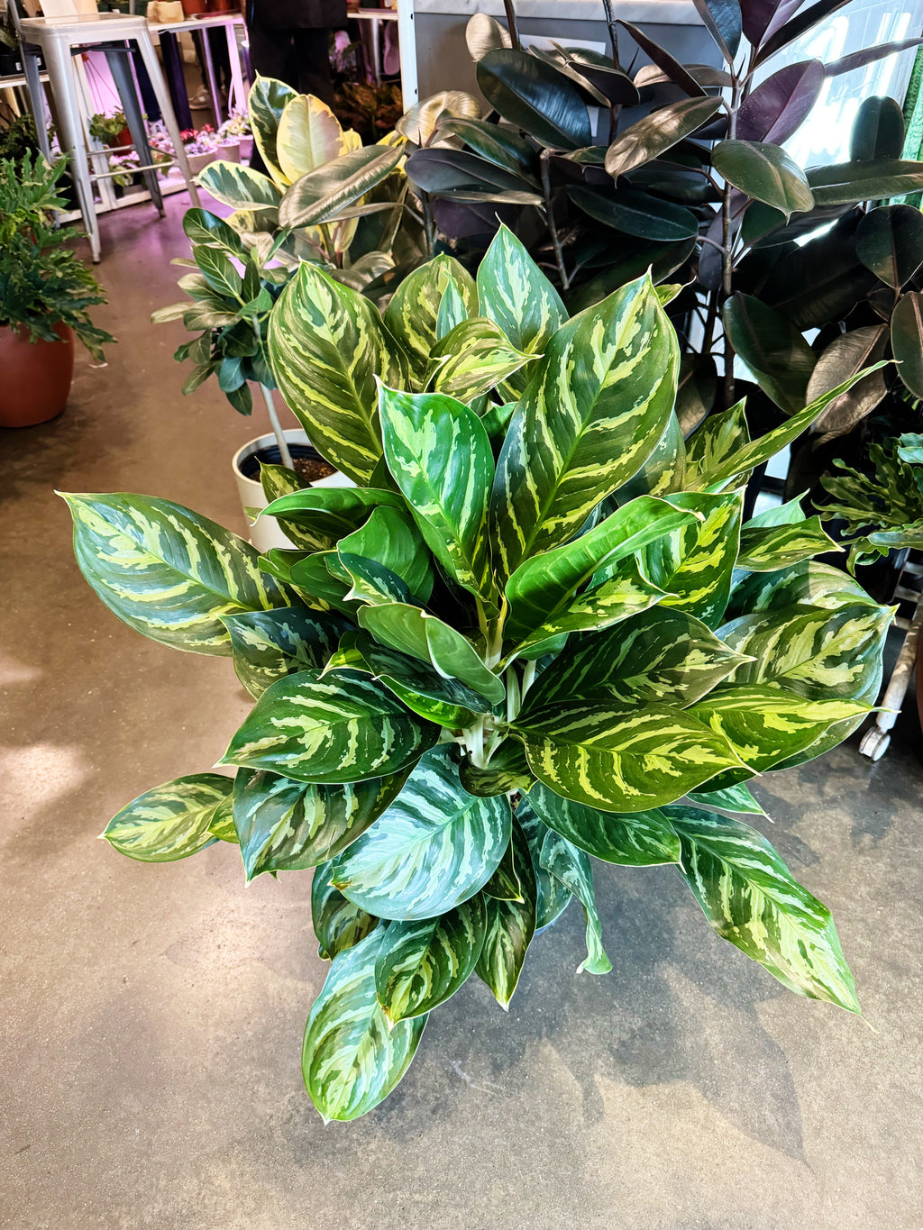 aglaonema large leaves Aglaonema Legacy – Jungle & Loom