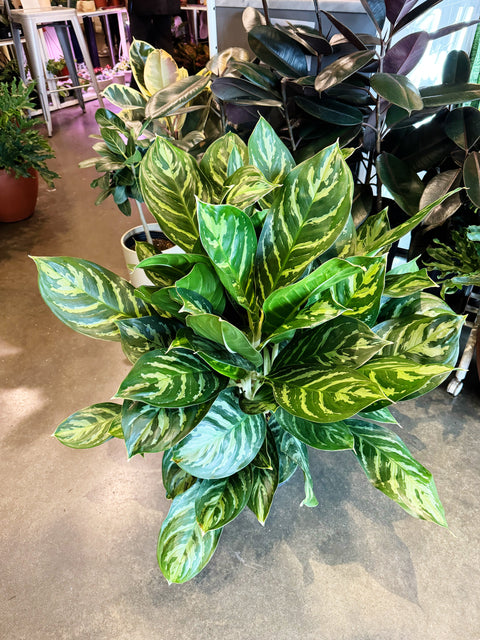 Aglaonema Legacy