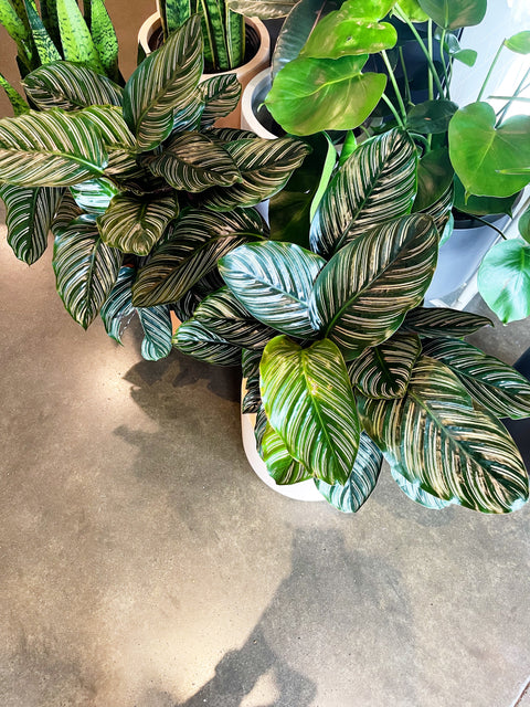 Calathea Ornata