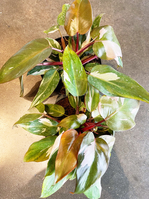 Philodendron Pink Princess