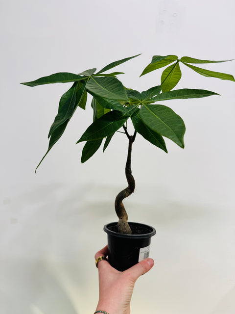 Pachira Money Tree