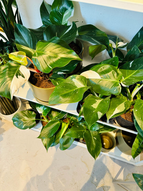 Philodendron White Knight