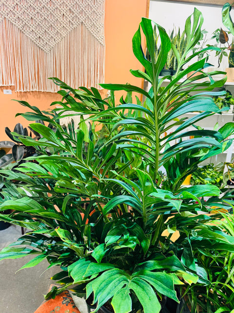 Monstera Pinnatipartita
