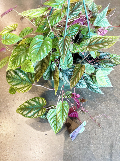 Cissus Discolor