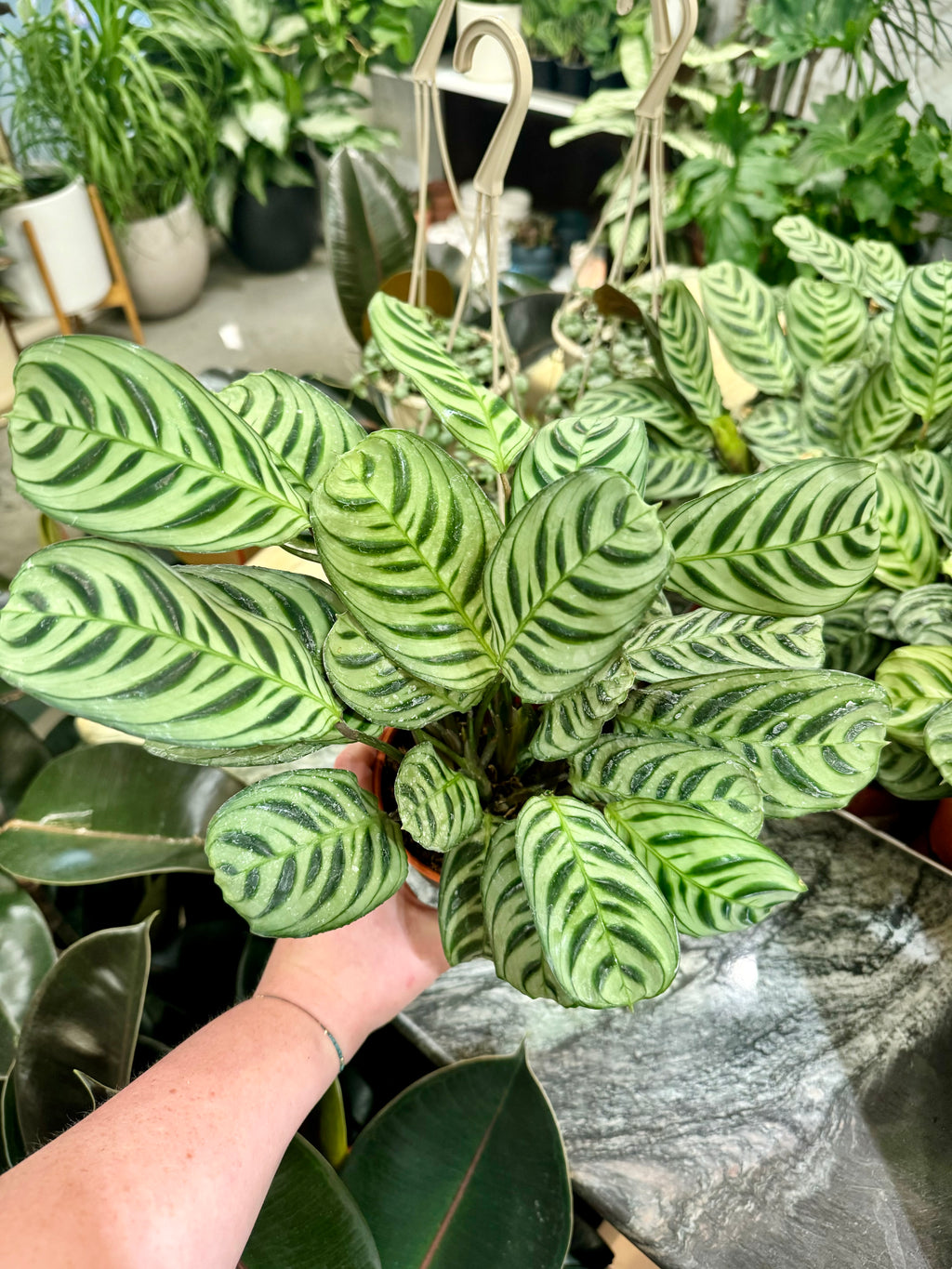 Calathea Ctenanthe Amabilis Burle Marx – Jungle & Loom