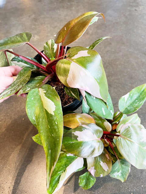 Philodendron Pink Princess