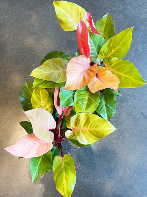 Philodendron McColley Finale