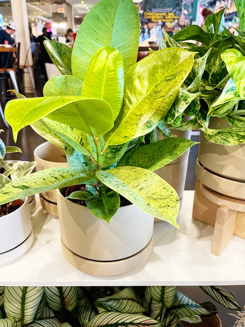 Ficus Elastica Shivereana Moonshine
