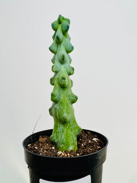 Cereus "Boobie" Cactus