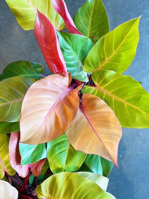 Philodendron McColley Finale