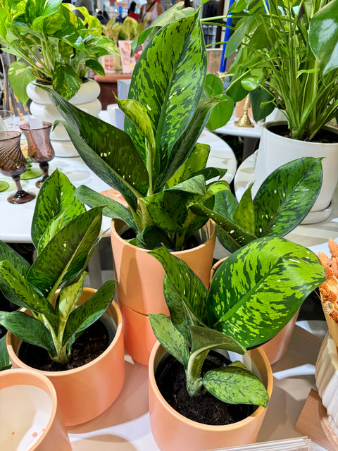 Dieffenbachia Panther