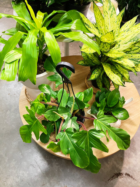 Philodendron Squamiferum