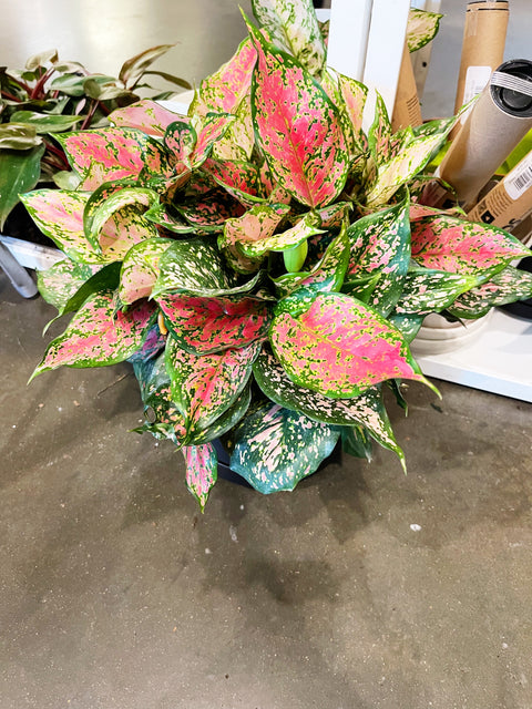 Aglaonema Red Valentine