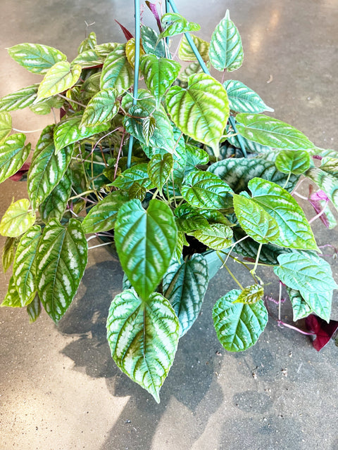 Cissus Discolor