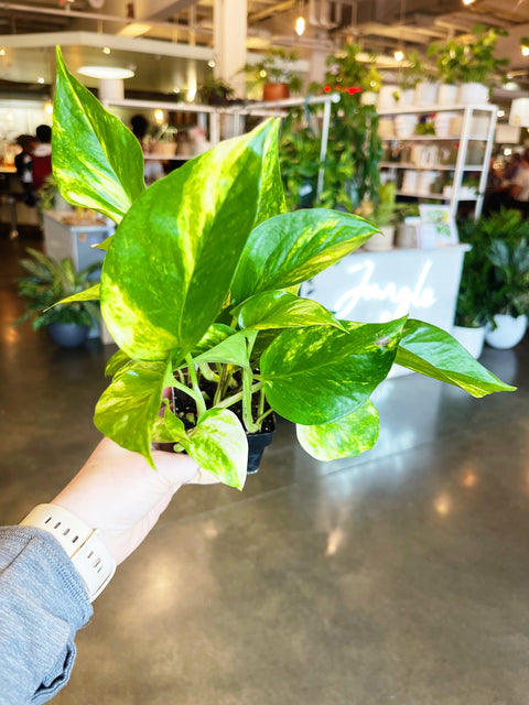 Pothos Golden