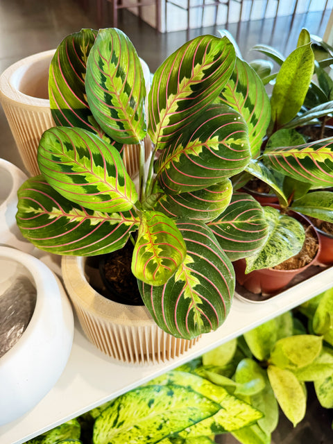 Maranta Red