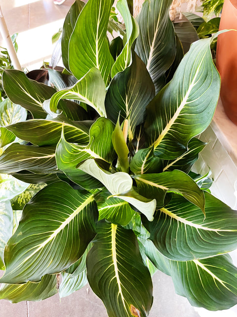 Dieffenbachia Sterling