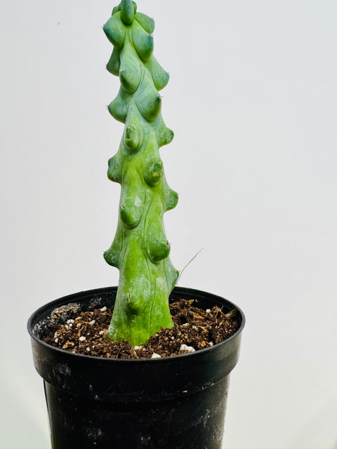 Cereus "Boobie" Cactus