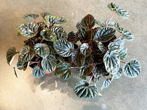 Peperomia Green Ripple