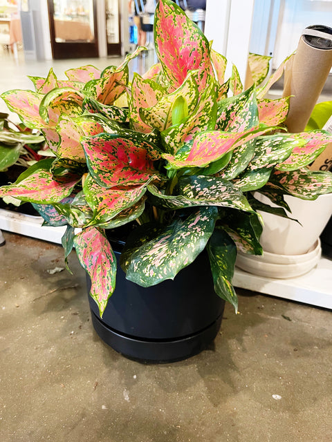 Aglaonema Red Valentine