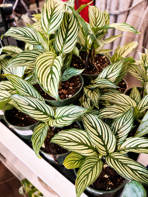 Calathea Vittata