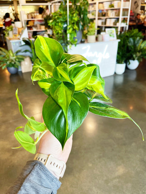 Philodendron Brasil