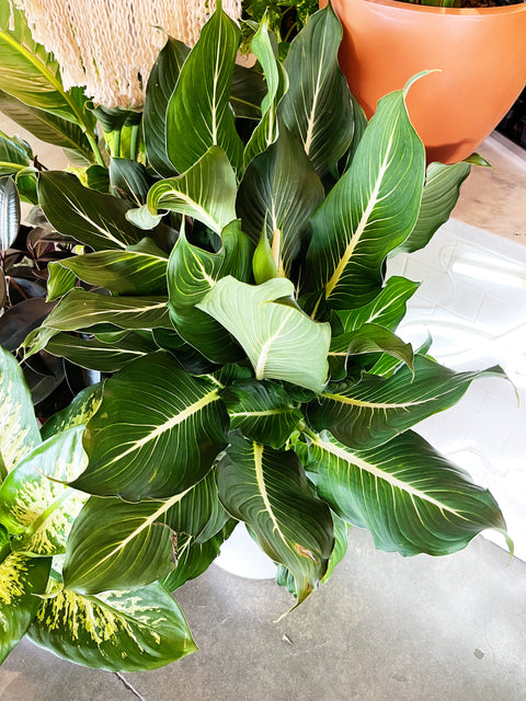 Dieffenbachia Sterling