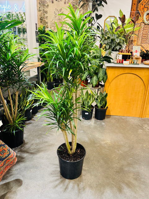 Dracaena Anita Stump