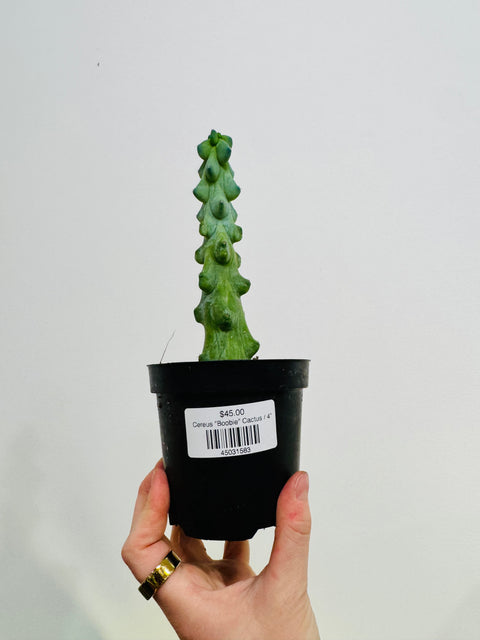 Cereus "Boobie" Cactus