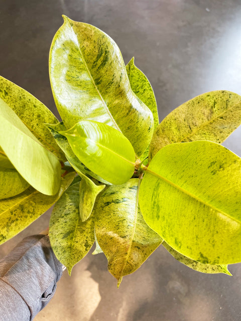 Ficus Elastica Shivereana Moonshine