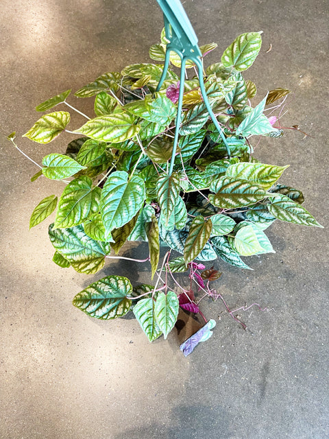 Cissus Discolor