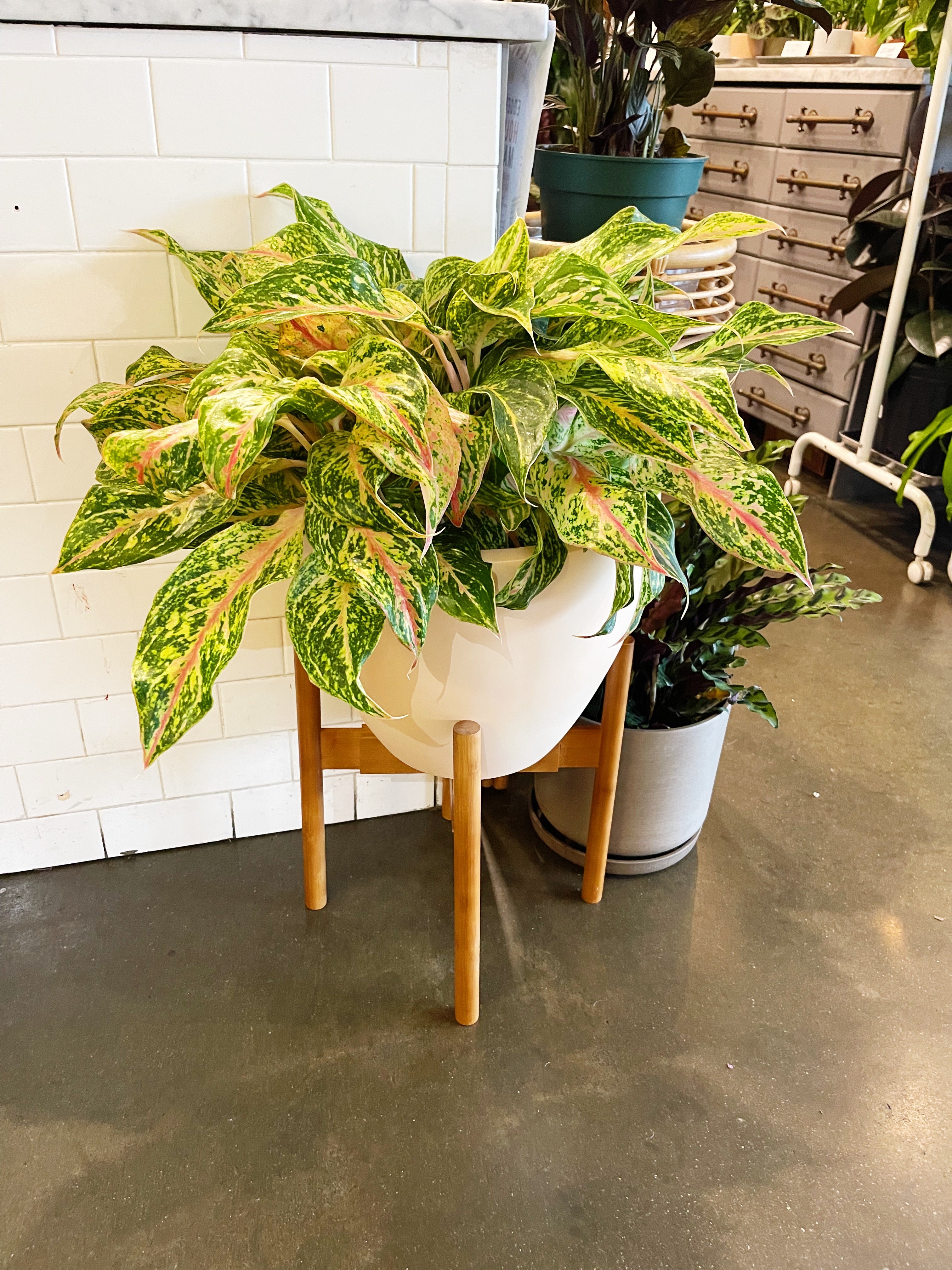 Aglaonema Sparkling Sarah