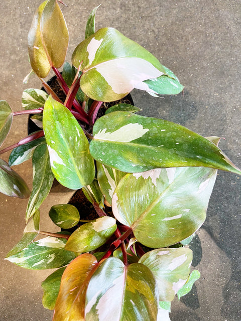 Philodendron Pink Princess