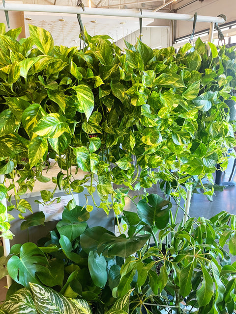 Pothos Golden