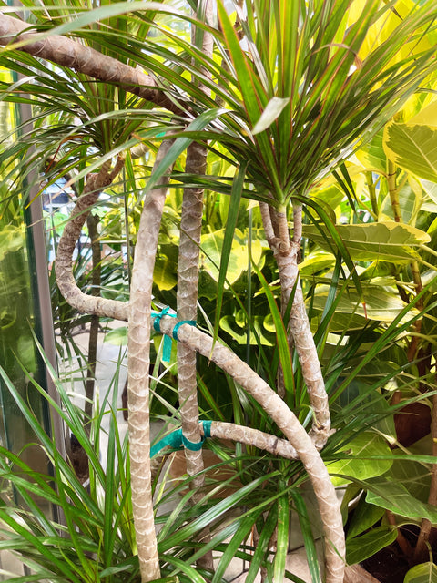 Dracaena Marginata Candelabra