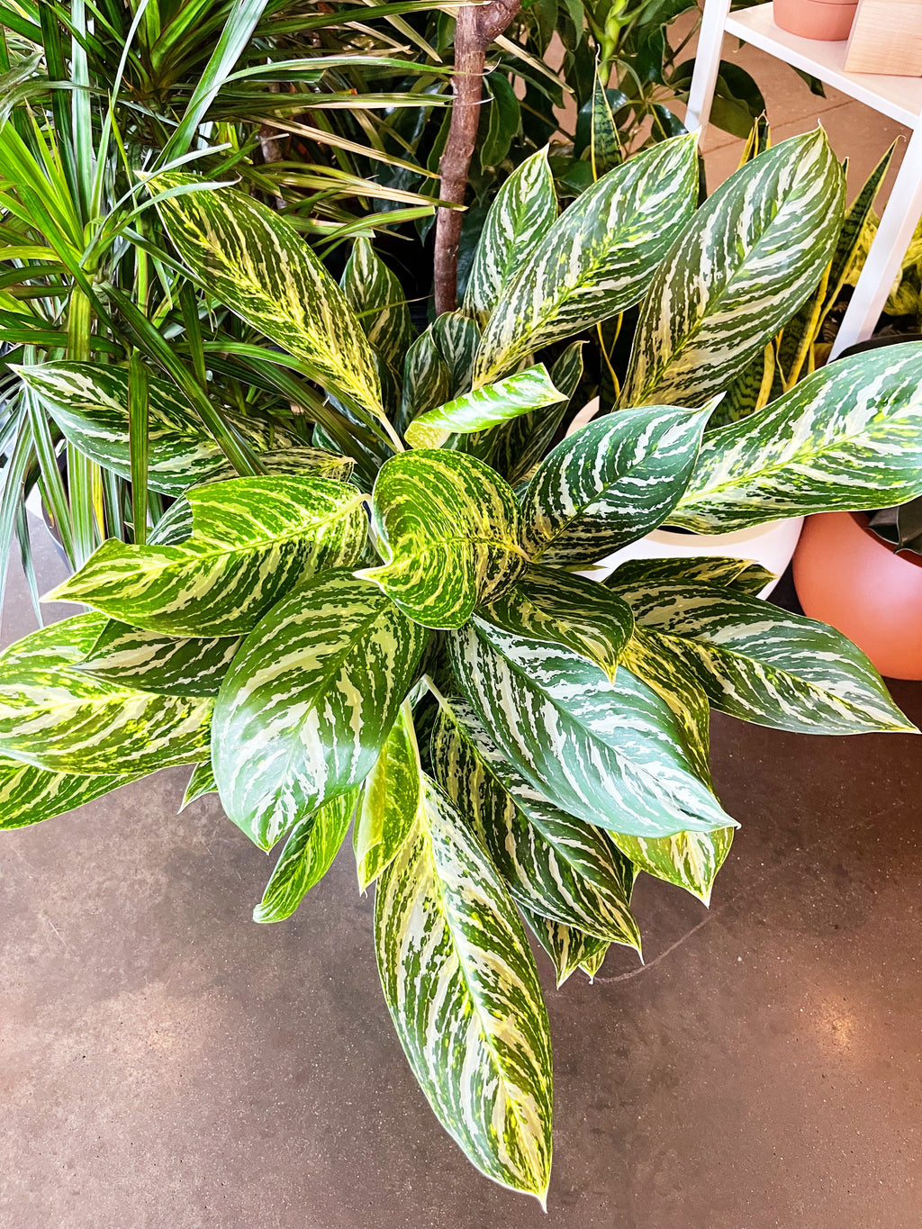 Aglaonema Golden Madonna