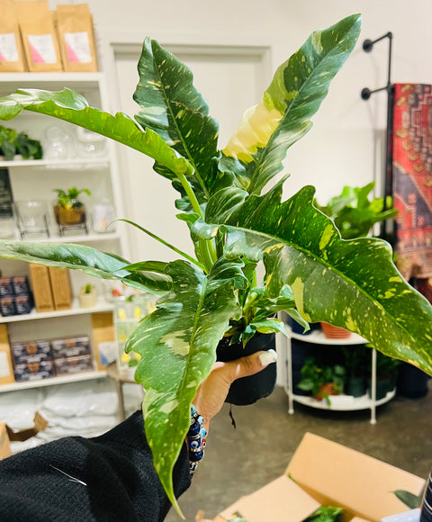 Philodendron Ring of Fire