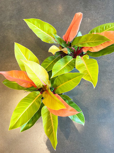 Philodendron Prince of Orange