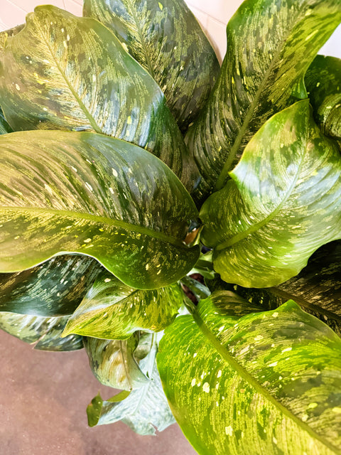 Dieffenbachia Memoria Cursii "Tiki"