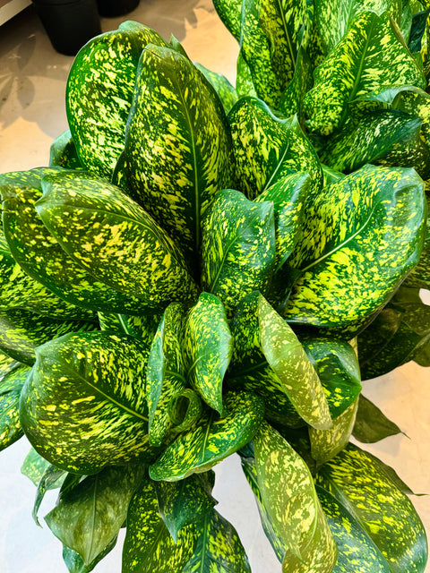 Aglaonema Lumina
