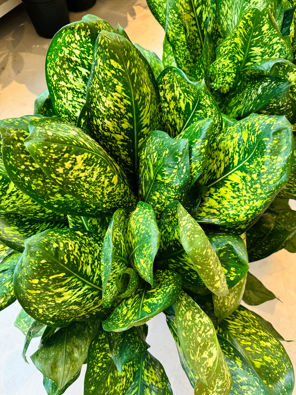 aglaonema gold dust Aglaonema Lumina