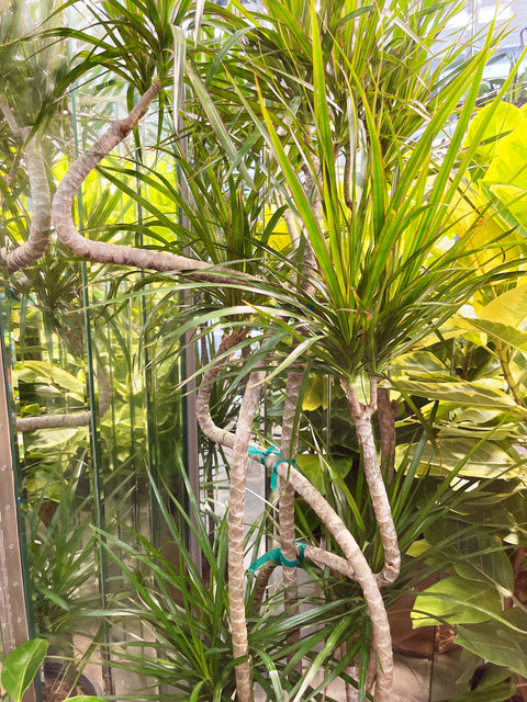 Dracaena Marginata Candelabra