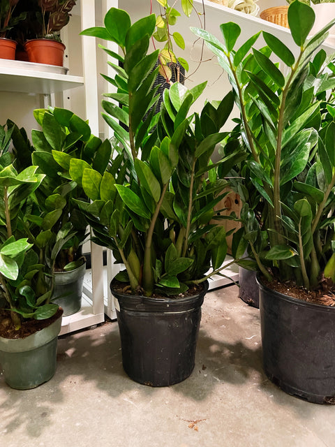 ZZ Plant