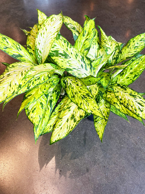 Dieffenbachia Starbright
