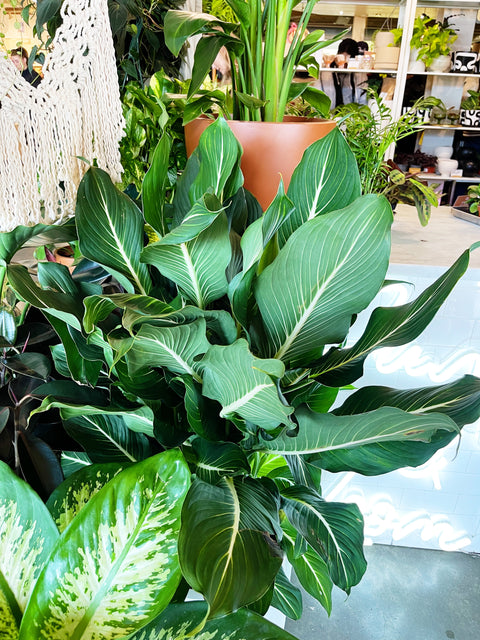 Dieffenbachia Sterling