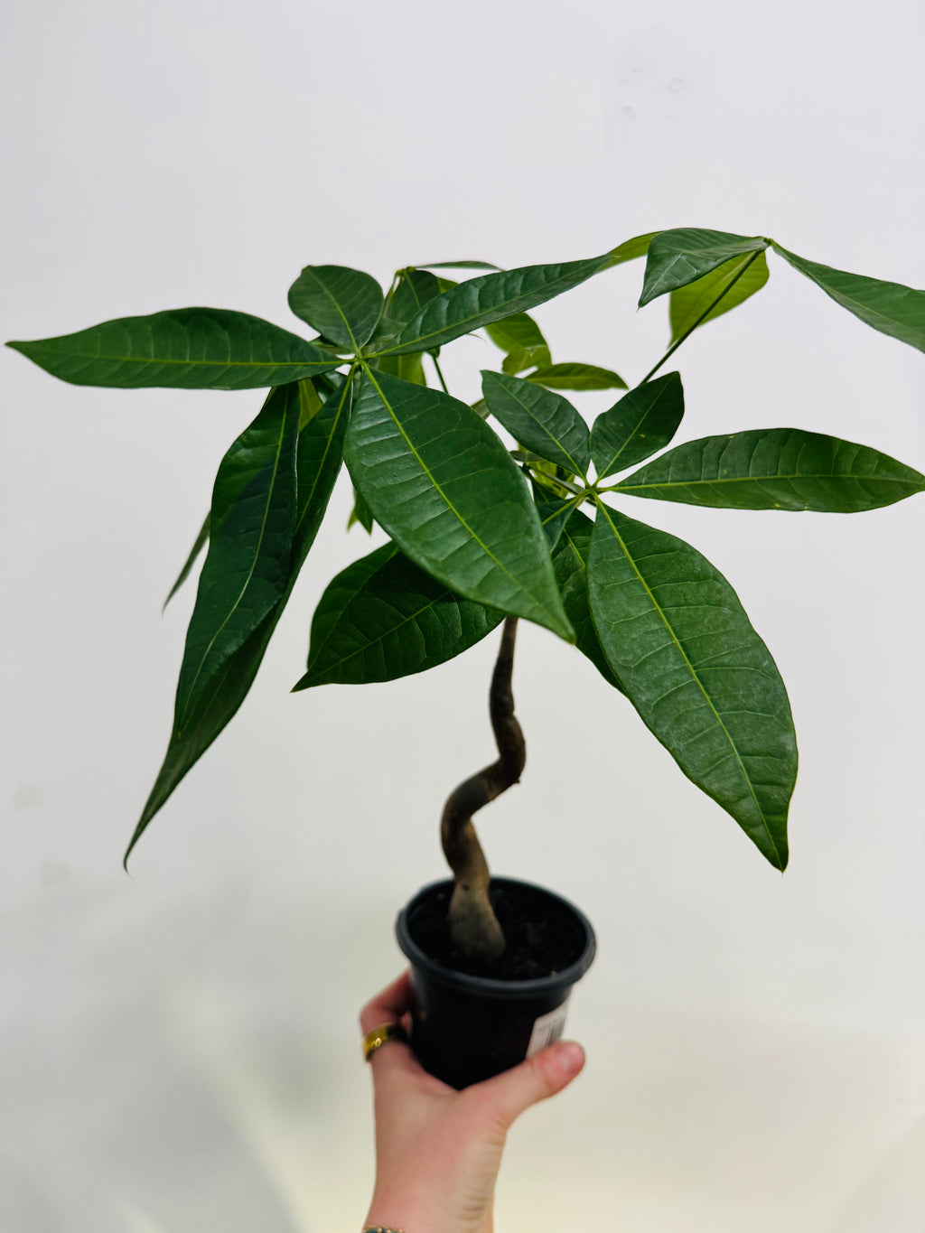 my money plant Pachira Money Tree – Jungle & Loom
